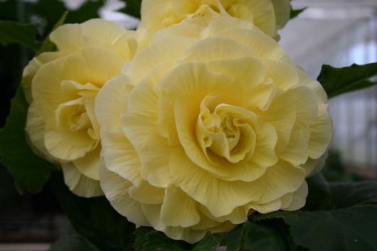 B. ‘Charlotte’